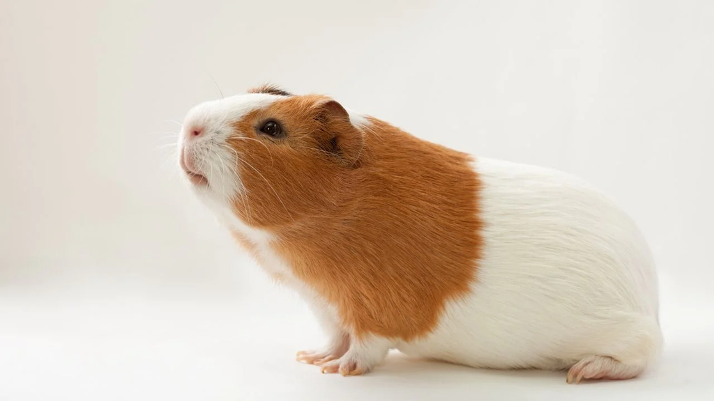 Chinchilla