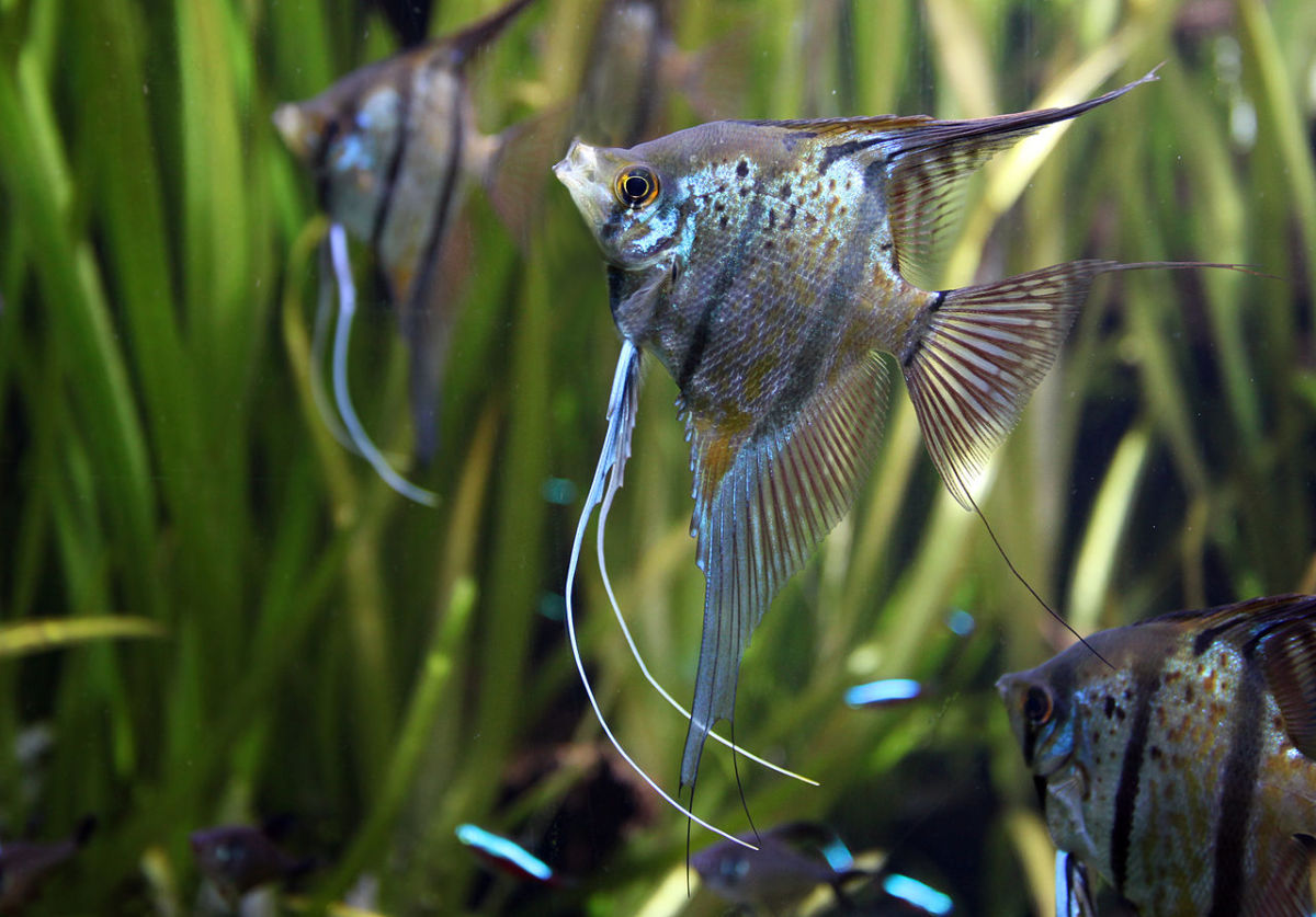 Best 5 Angler Fish Options for Home Aquariums in 2025
