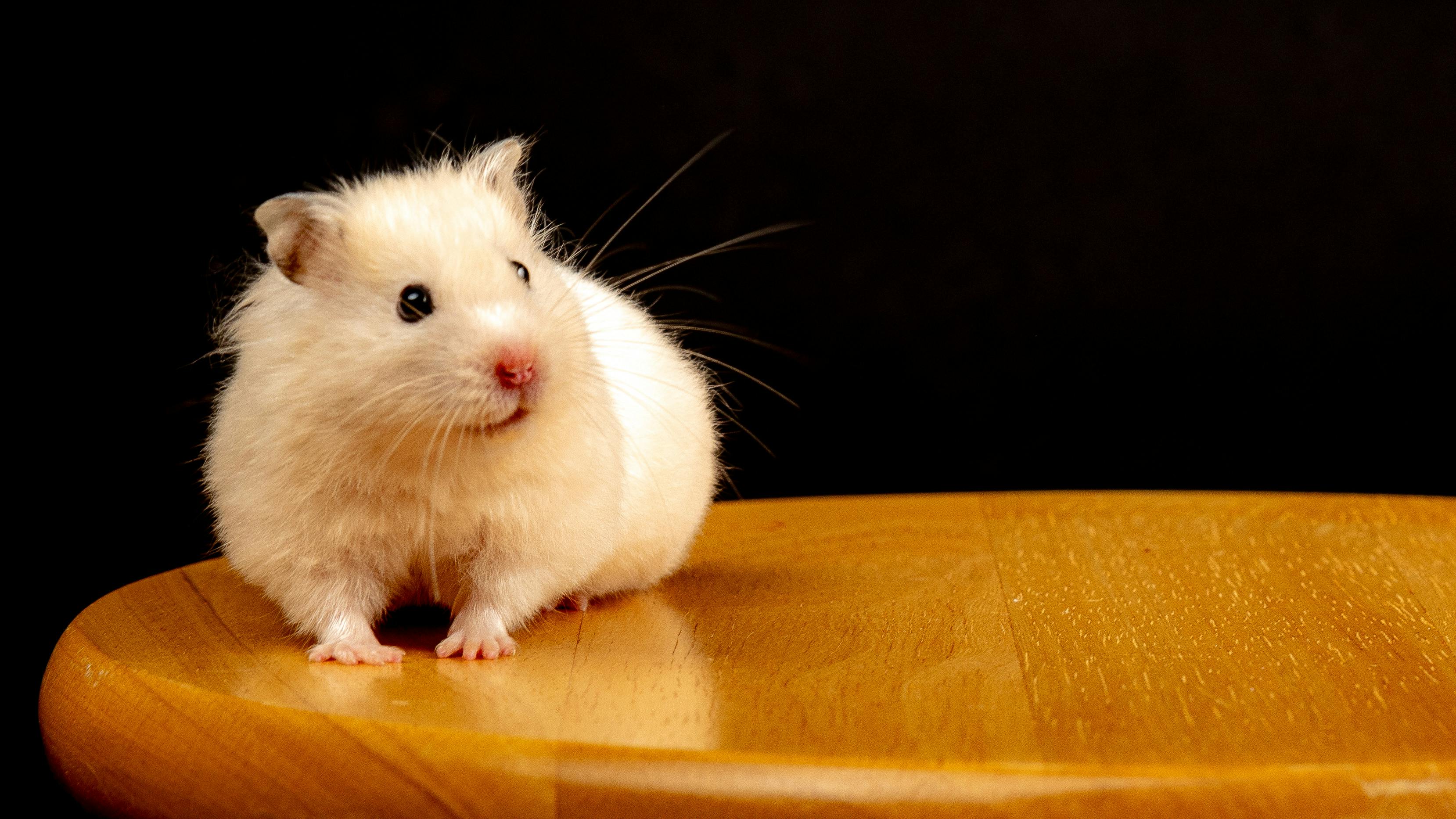 Smart Ways to Enhance Your Hamster & Gretel Adventure in 2025