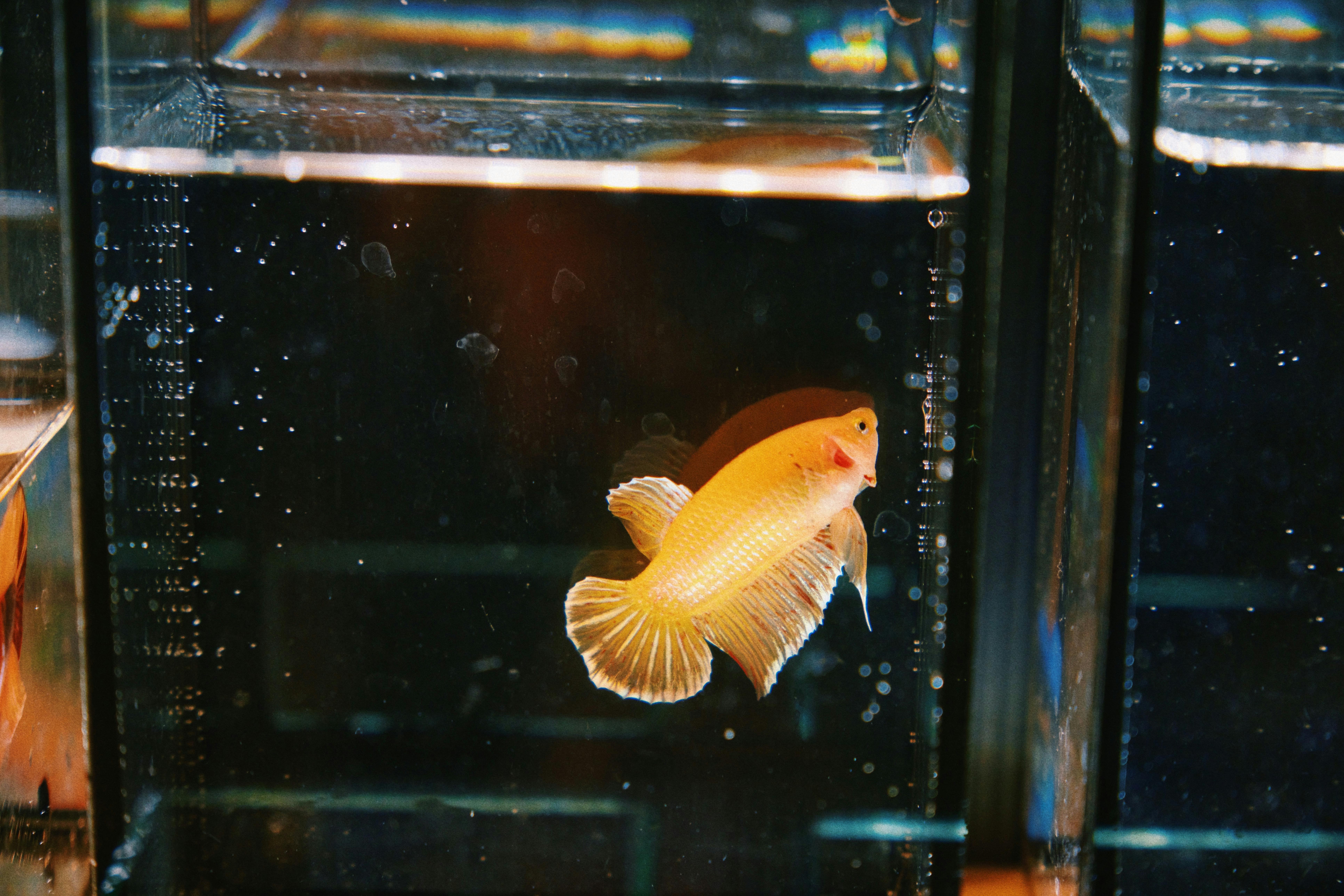 Essential Guide to Neon Tetra Tank Size for Optimal Care 