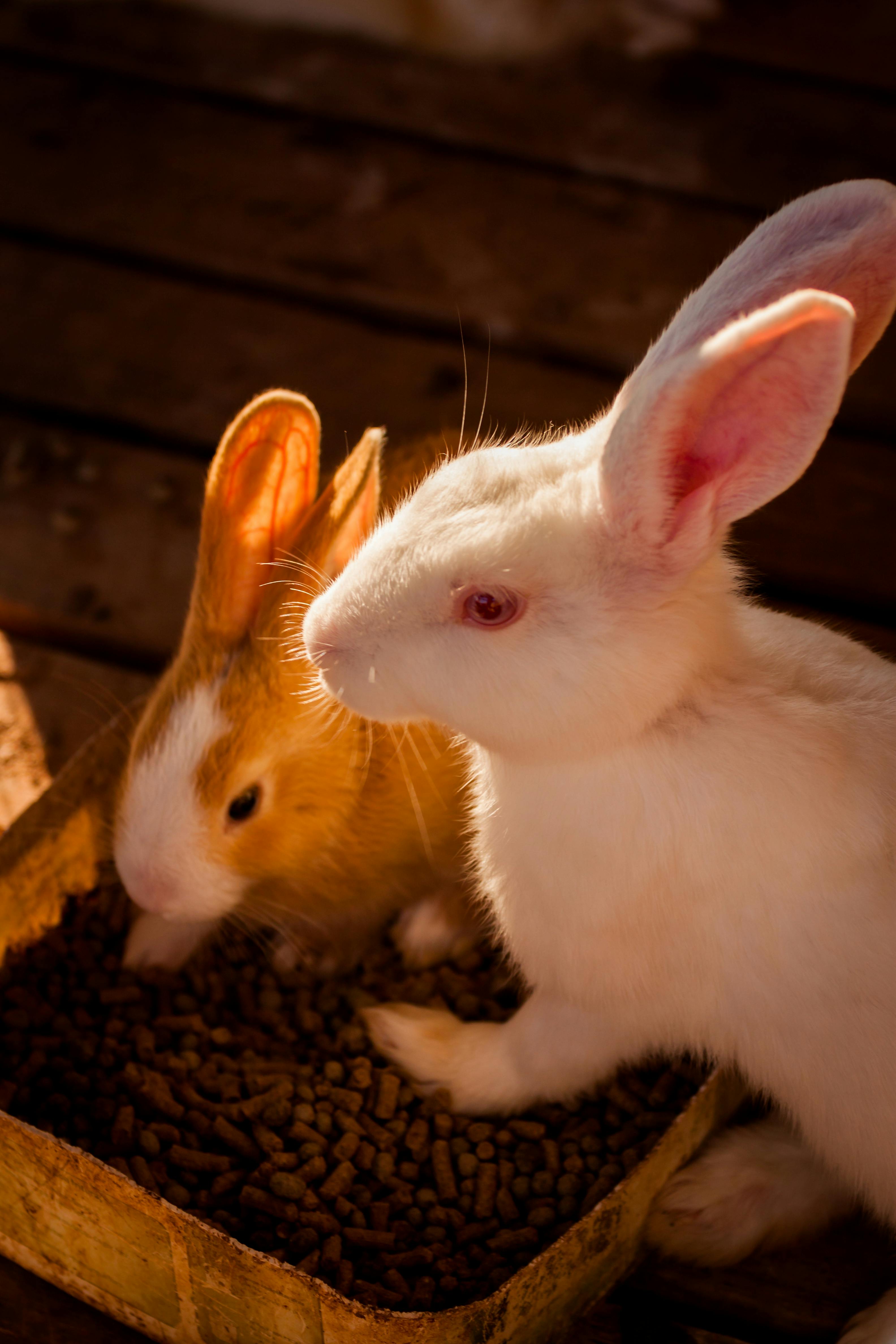 Practical Guide to Syrian Hamster Care: 5 Effective Tips for 2025