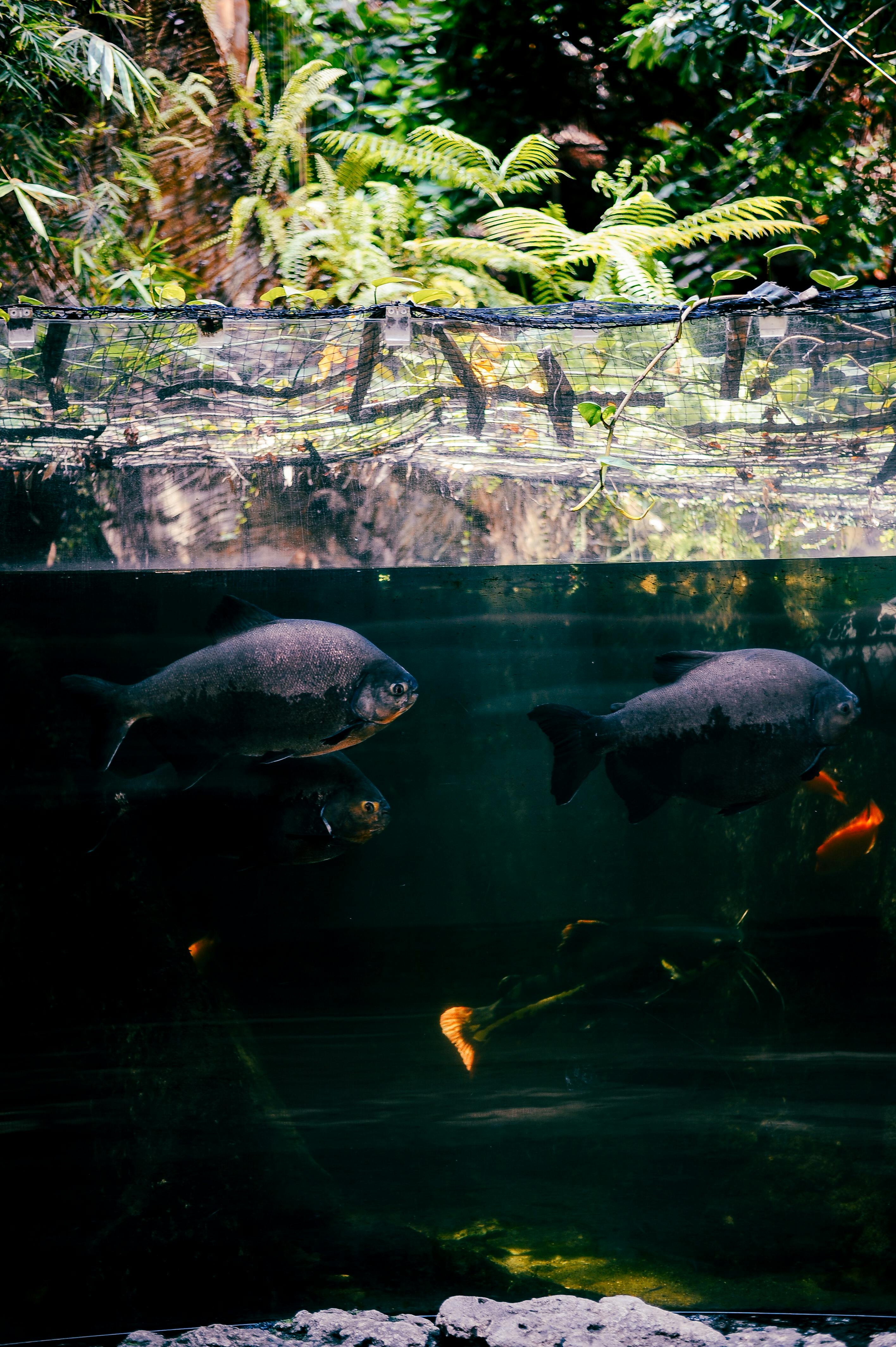 Essential Guide to Clownfish Tank Size for Ideal Habitats in 2025