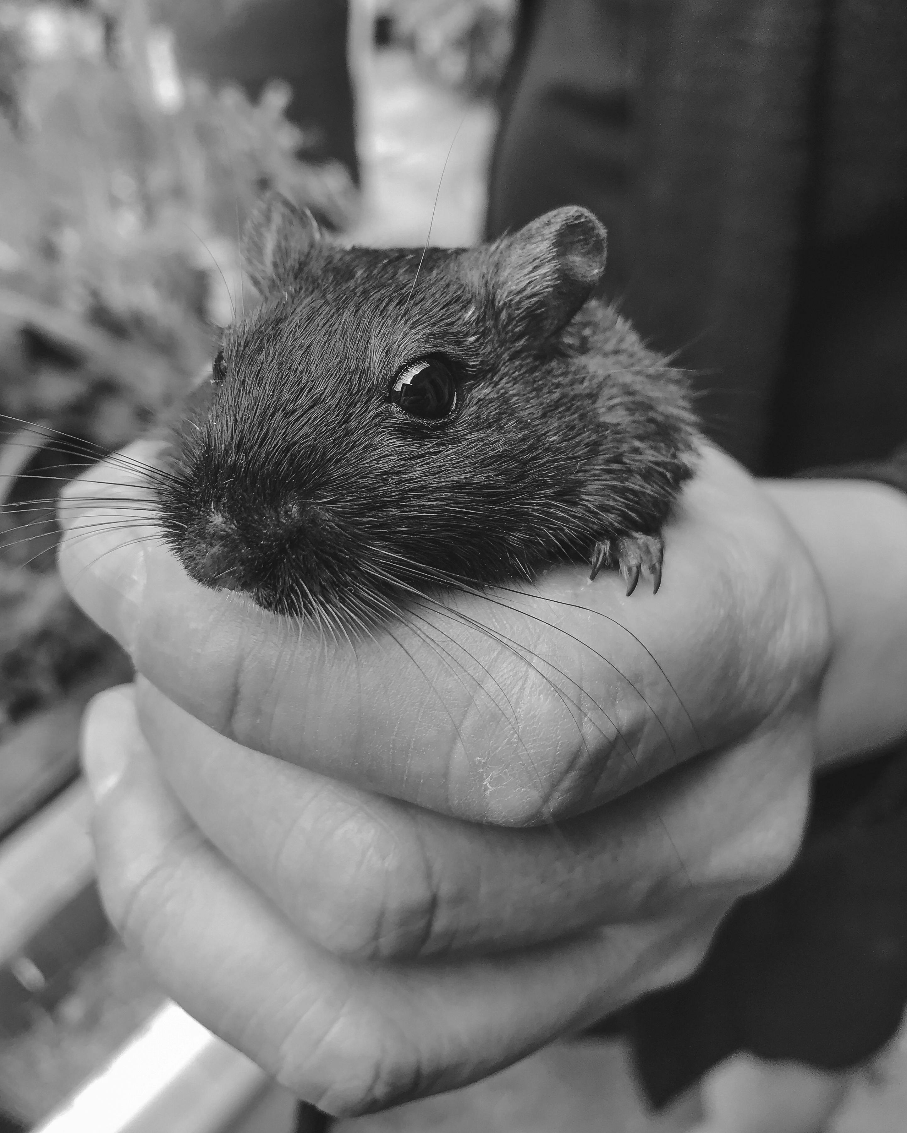 Best Hamster Bedding Options