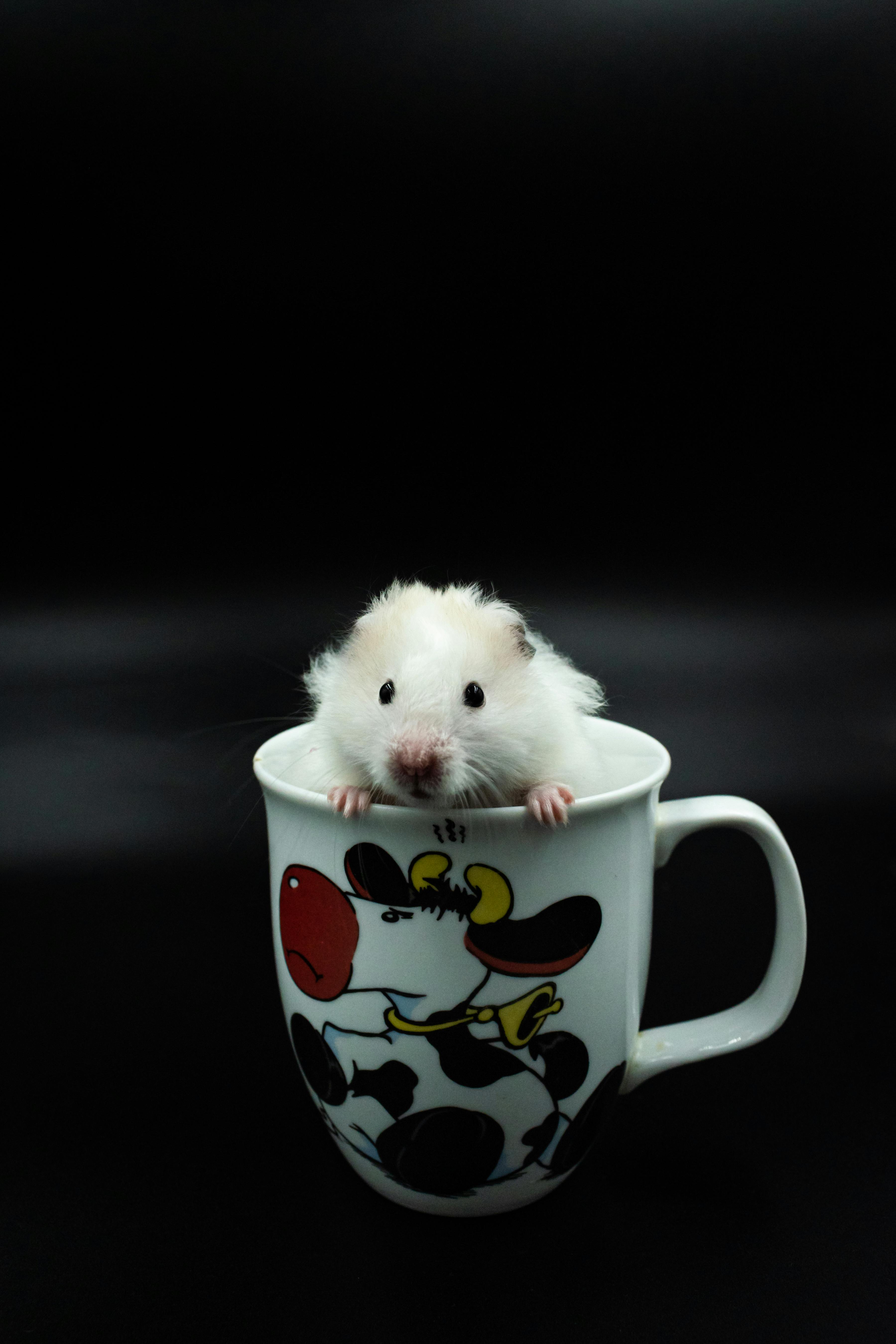 Healthy Syrian Hamster Foods