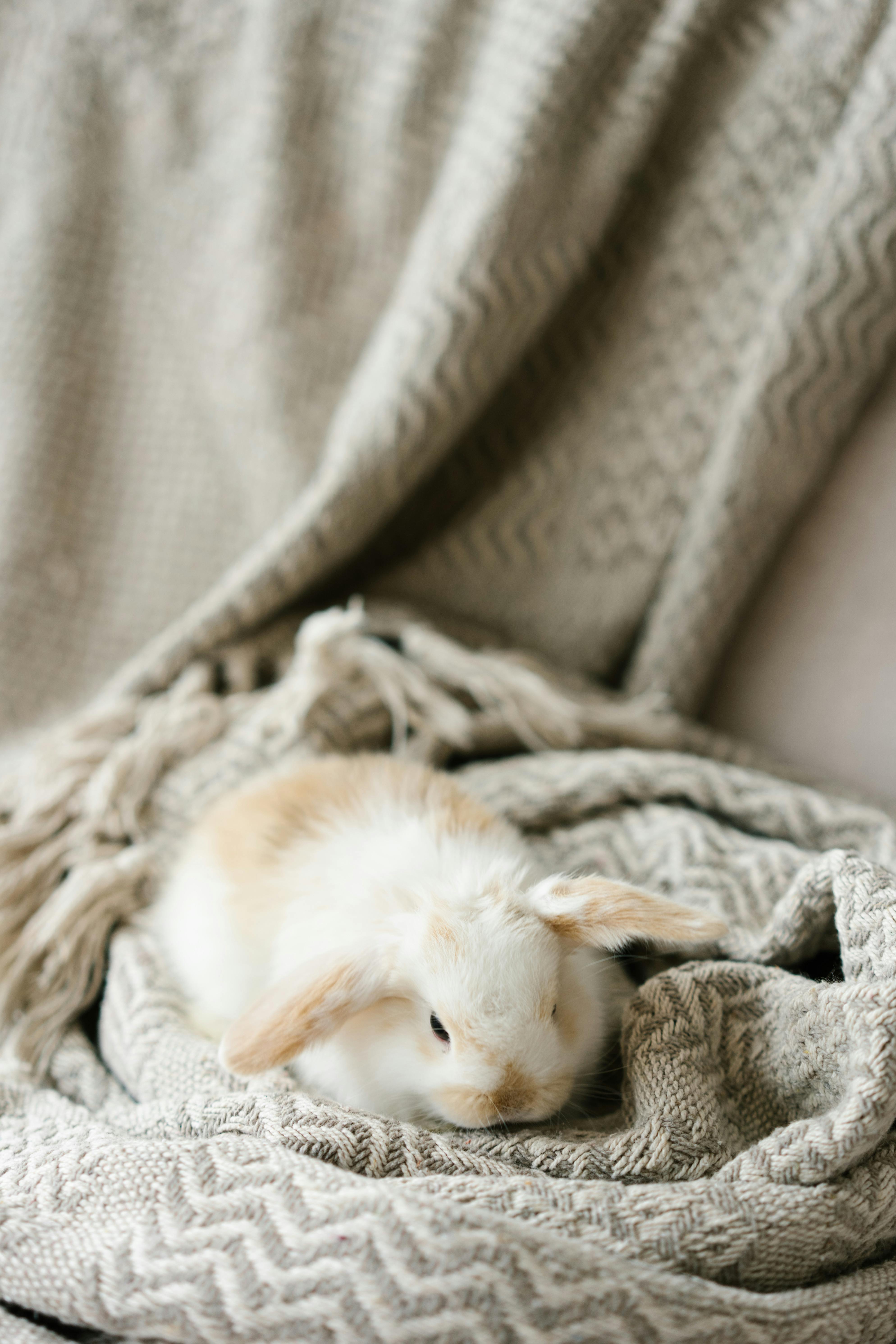 Dwarf Hamster Care